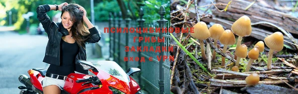 хмурый Белокуриха